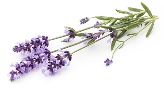 rand Fungeent rand contiene aceite de lavanda